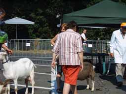  8 ste geitenmarkt te Eernegem op 27 juni 2010